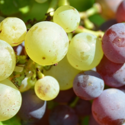 Roter Riesling Mutation ANT 6313